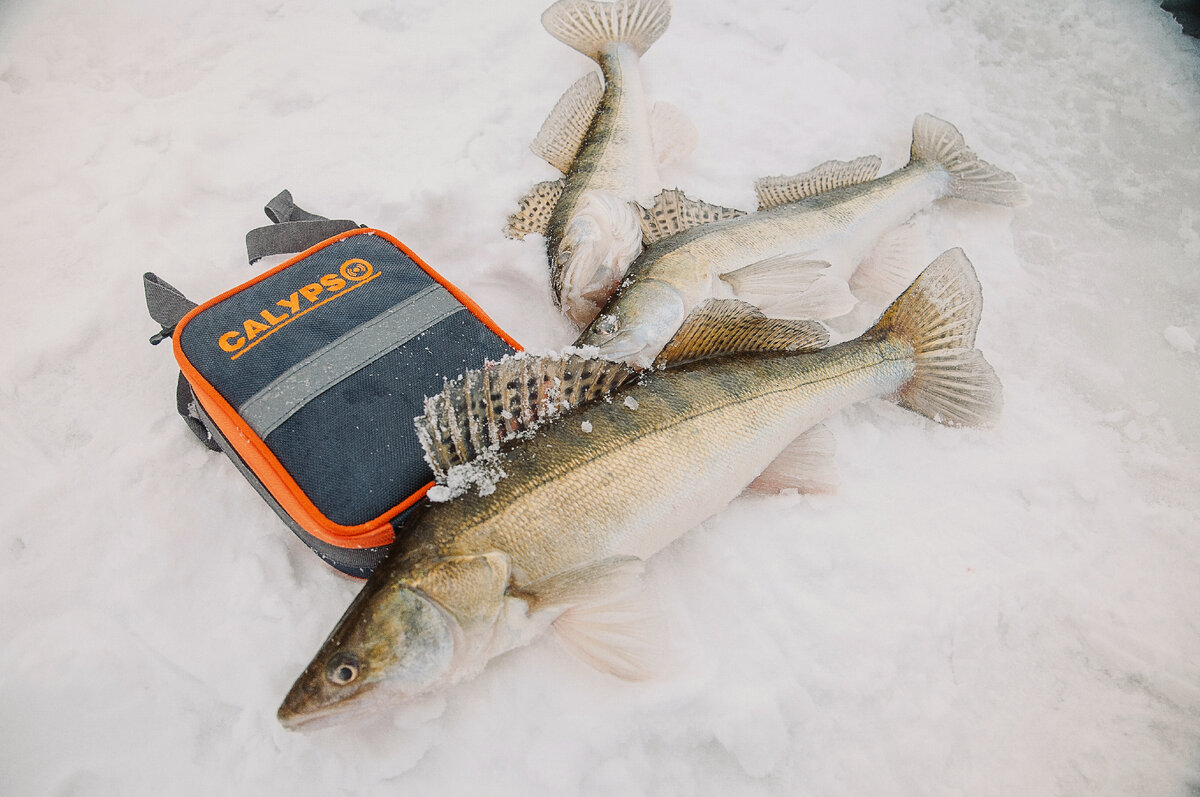 Эхолот значительно облегчает поиск судака зимой