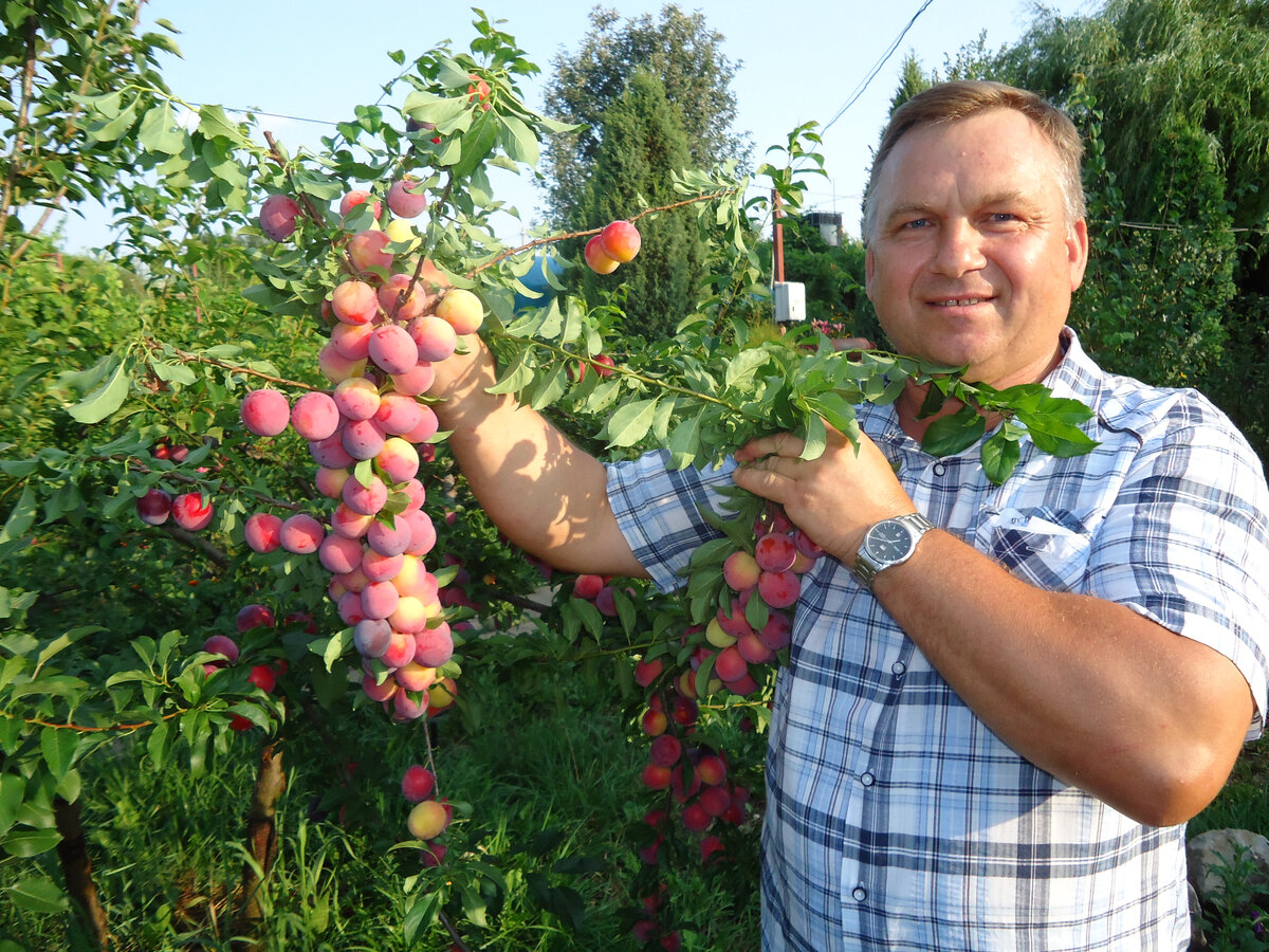 Трудно поверить, но это алыча. 