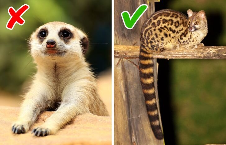 Экзотические питомцы дарят уникальный и интересный опыт тем, кто пытается за ними ухаживать. Вот несколько примеров самых экзотических домашних животных:


1.Сахарная летяга :красивые маленькие существа, известные своими большими глазами и способностью летать на перепончатых крыльях.


3.Капибара :самые крупные грызуны в мире, обычно живут с другими домашними животными, такими как собаки и кошки.


3. Скунс:некоторые люди держат скунсов в качестве домашних животных. Однако важно отметить, что запах можно уменьшить, удалив вонючие железы, чтобы сделать его более пригодным для содержания в качестве домашнего животного.


4.Хорьки:хорьки- небольшие, активные животные с хорошо развитым интеллектом и социальными навыками.


5.Феннек:маленькая пустынная лисица,которую часто держат в качестве домашнего животного.


6. Пудельковая лягушка: маленькая, ярко окрашенная и забавная для наблюдения.


Но помните, что приобретение экзотических животных в качестве домашних питомцев требует тщательного обдумывания. Вы должны быть уверены, что готовы обеспечить им уход, питание и пространство, необходимые для полноценной жизни в домашних условиях, и что домашнее разведение разрешено в вашем регионе.