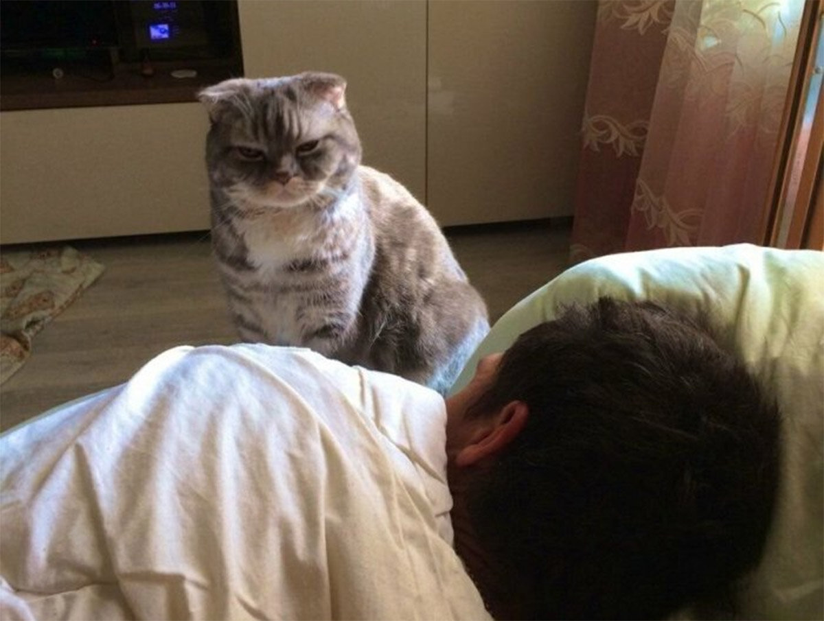 Хозяин вставай ну. Кот будит хозяина. Кота разбудили. Кот утром будит хозяина. Разбудил кошку.