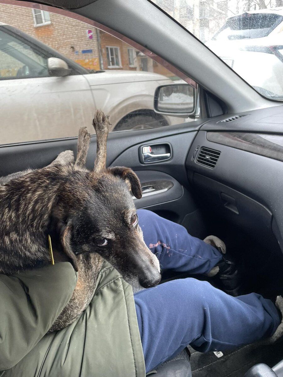 Везу домой. Собака не оказала никакого сопротивления