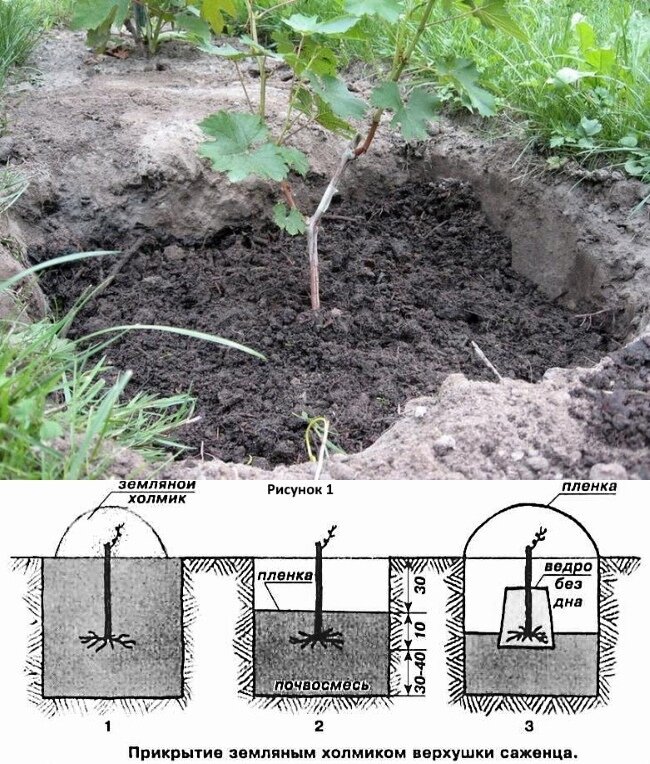 В какой грунт сажать виноград. Посадка винограда весной саженцами в открытый. Посадка двухлетнего саженца винограда весной. Посадка винограда весной саженцами в открытый грунт. Как высаживать саженцы винограда в открытый грунт весной.