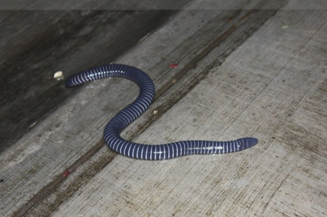    Что за земноводное, которое кормит «молоком» своих детенышей?