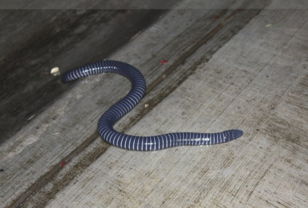    Кольчатая червяга Фото: Commons.wikimedia.org