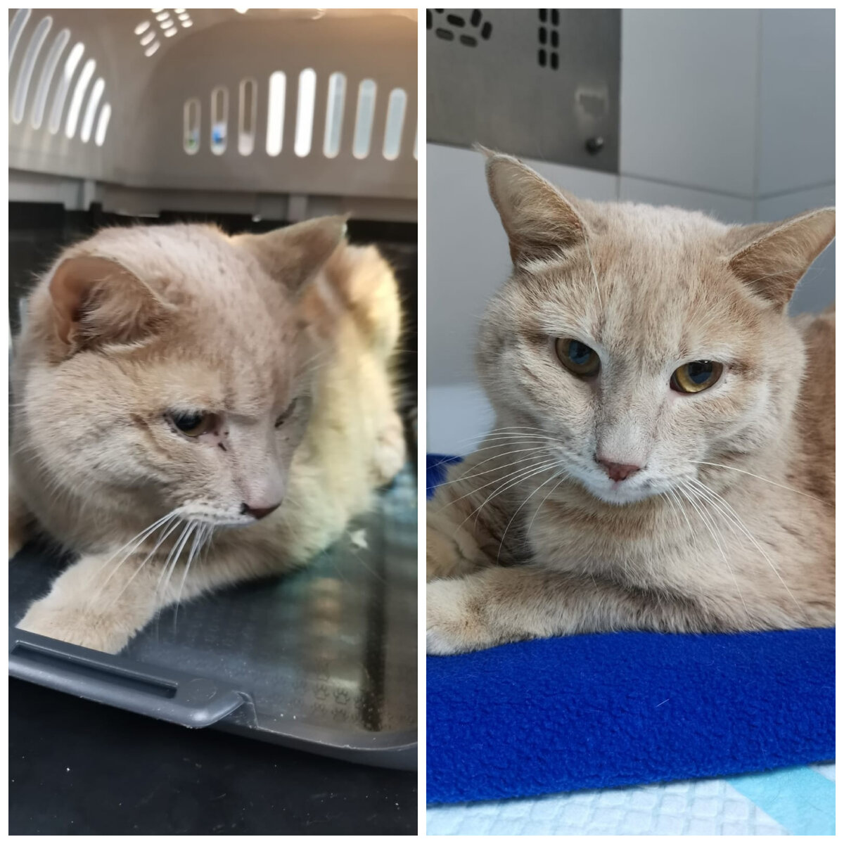 Найден на улице. Находится в стационаре.