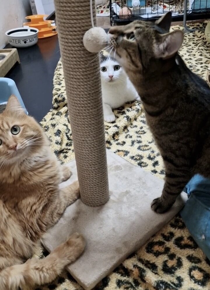 Наши «особенные» котики (спинальники) и новая когтеточка. 🥰 На фото (слева направо): 🚹 Слайдер, 2 года, 🚹 Лацио, 2 года, и 🚺 Абигель, 5 лет.