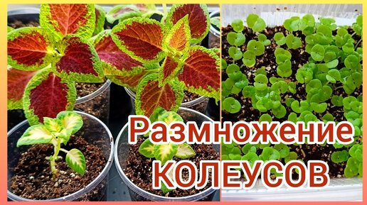 Высаживаю ЧЕРЕНКИ КОЛЕУСОВ в стаканчики.