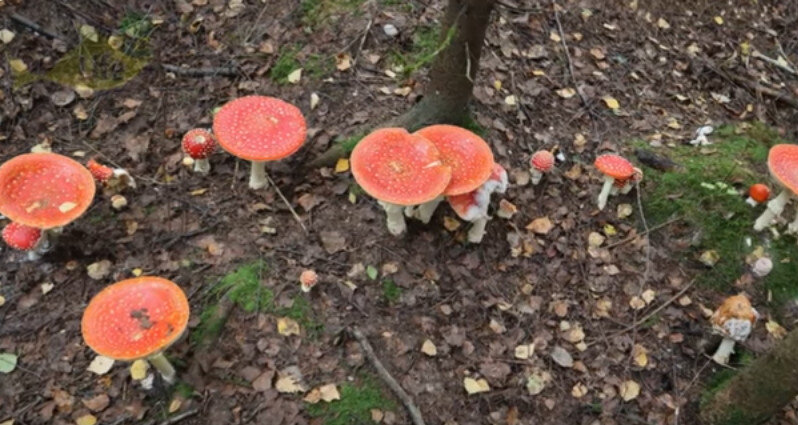 Поляна красных мухоморов