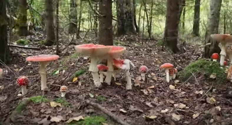 Аманита Мускария