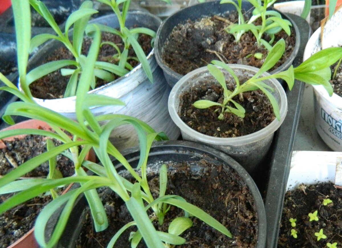 благоприятные дни для посева семян в марте. посевной календарь для дальнего востока. поселочный лунный календарь. посевной календарь на 2023 год. лунный календарь март 2024г для посева рассады.