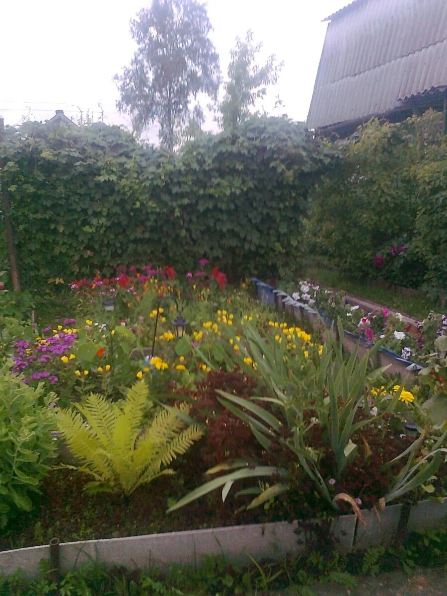 Один из маминых цветников.