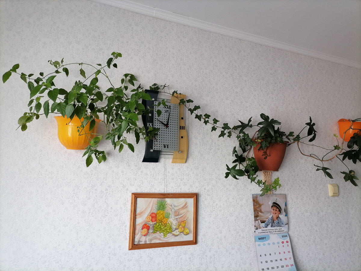 Белопероне, сингониум и плющ