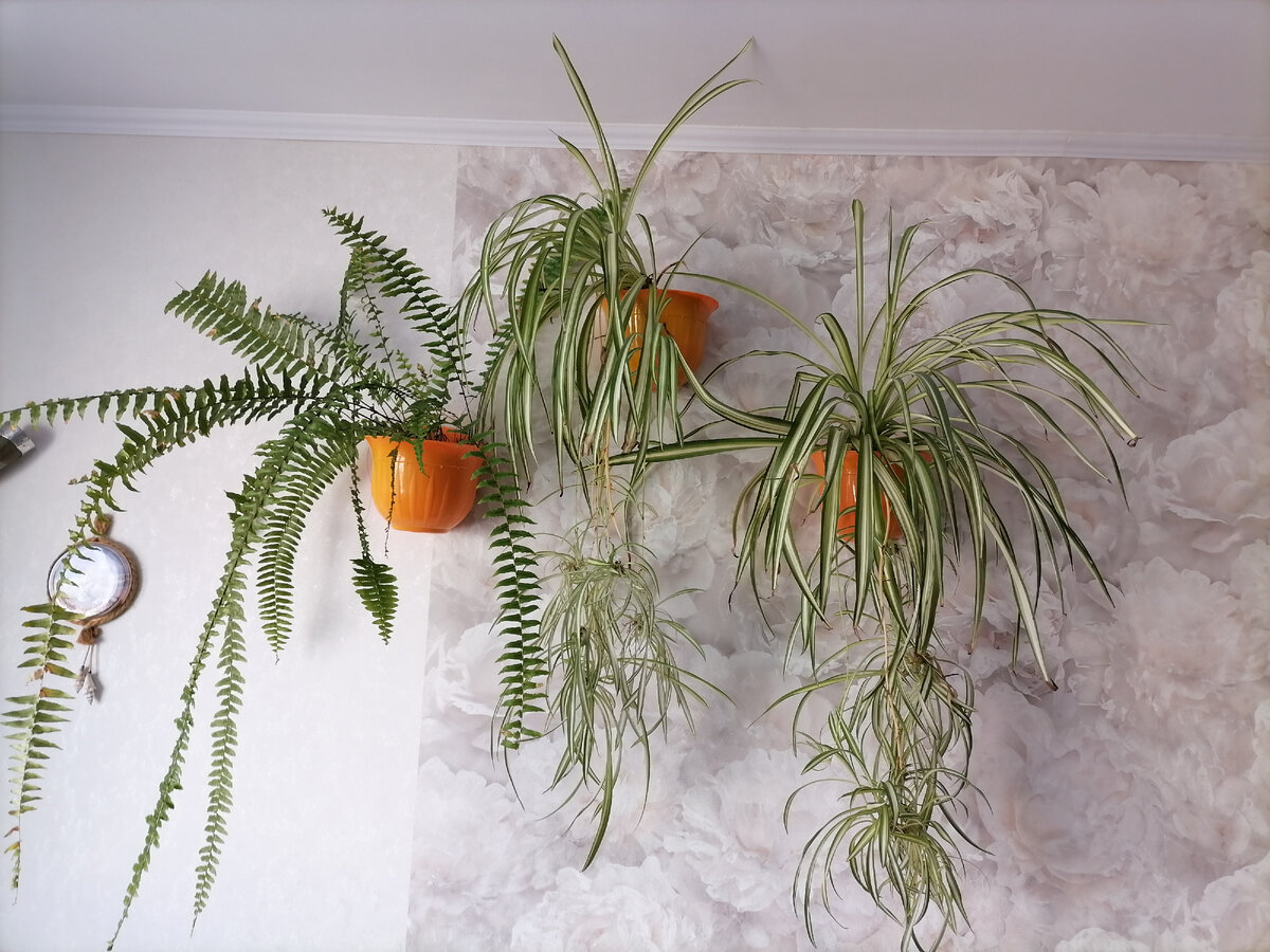 Папоротник и хлорофитумы