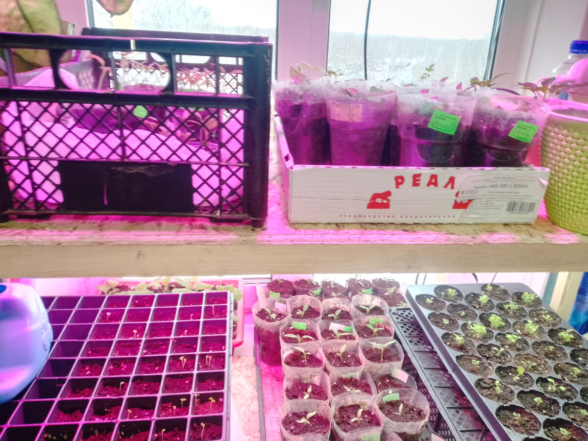 через сколько взойдет рассада. всходы цинии на рассаду. маттиола двурогая рассада. через сколько взойдет рассада. через сколько взойдет рассада.