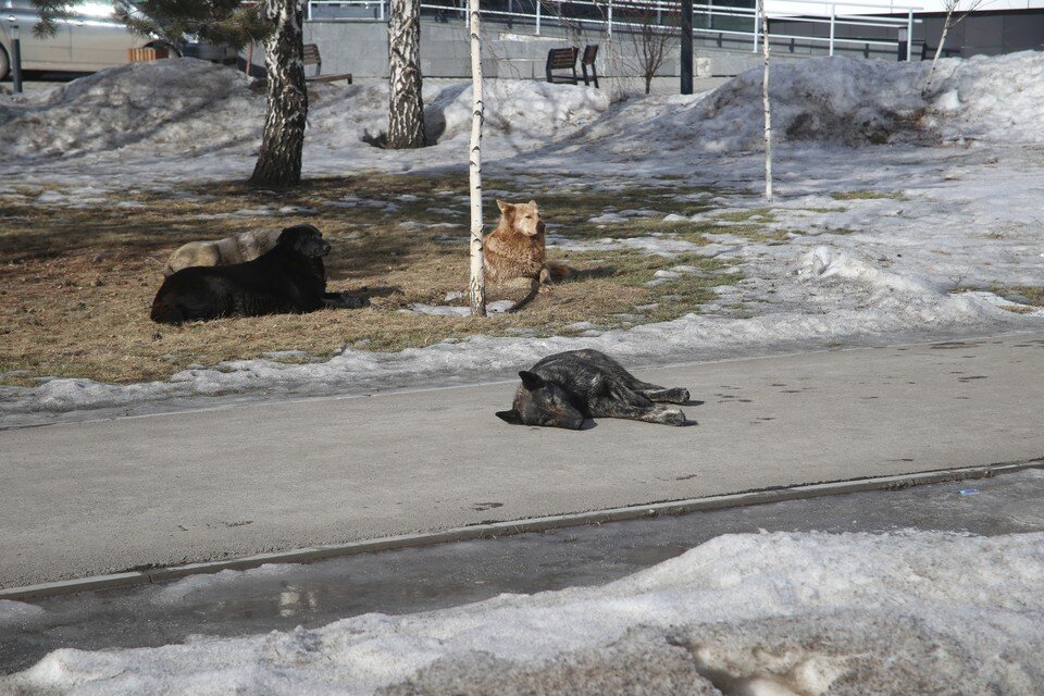   ИВАНОВА Диана