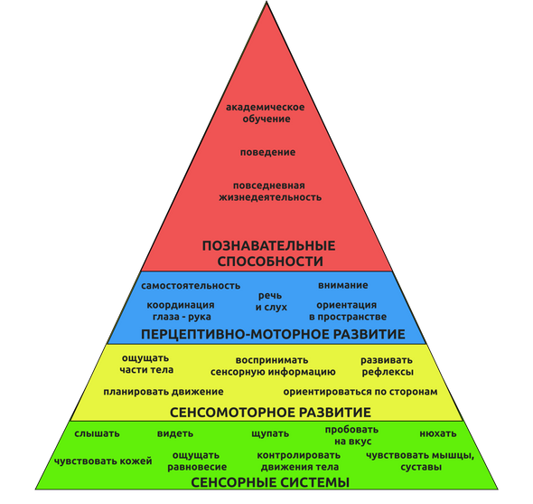 Пирамида обучения Уильямса и Шелленберга показывает, как происходит созревание центральной нервной системы