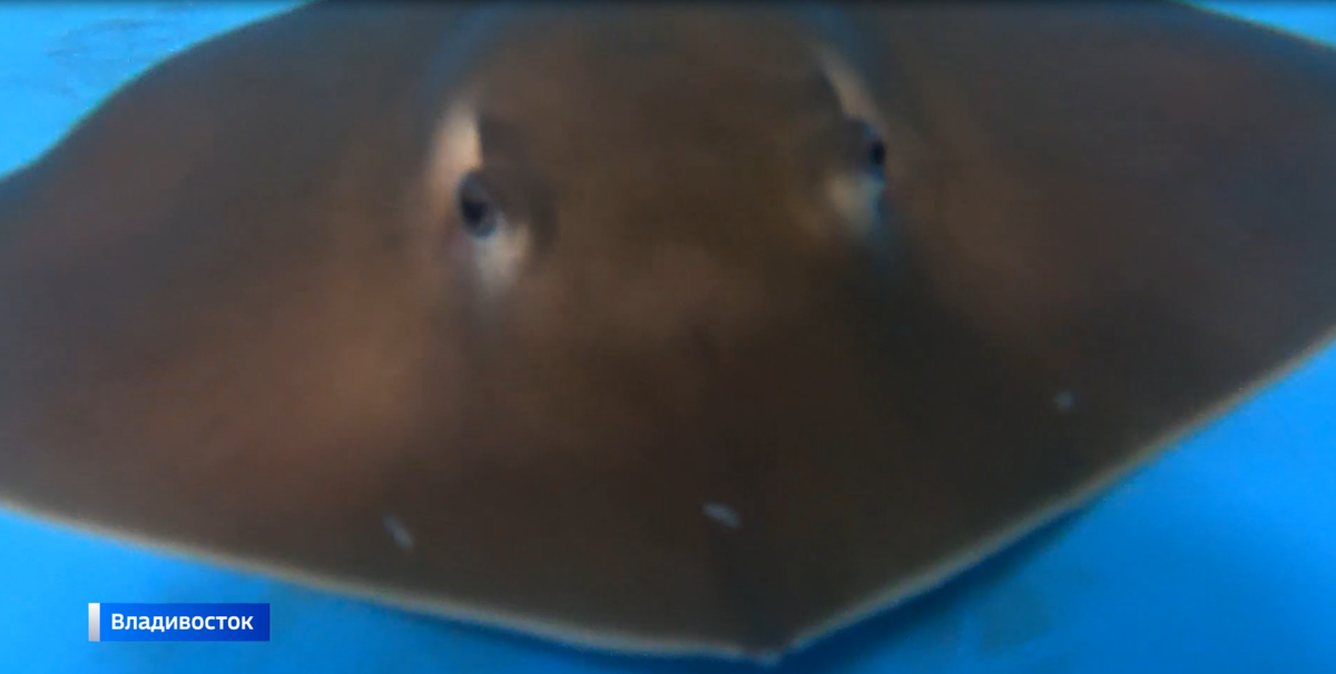 Скат из Приморского океанариума во Владивостоке