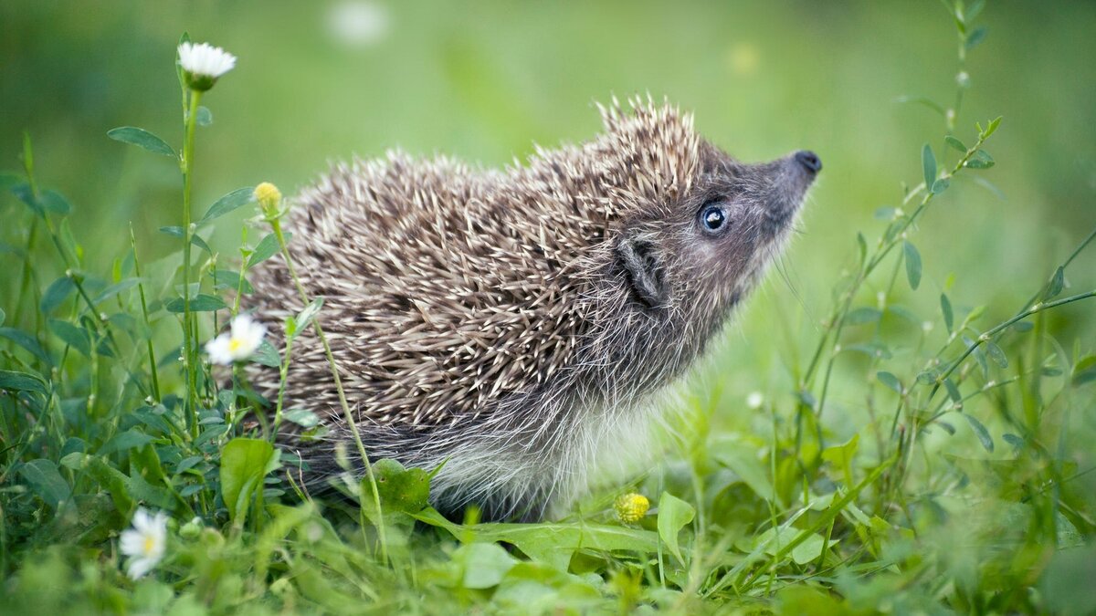 фото яндекс картинки