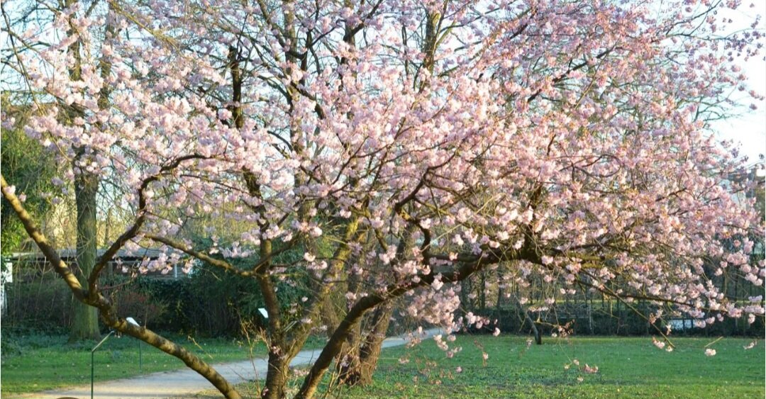 Уже цветёт дикая вишня.