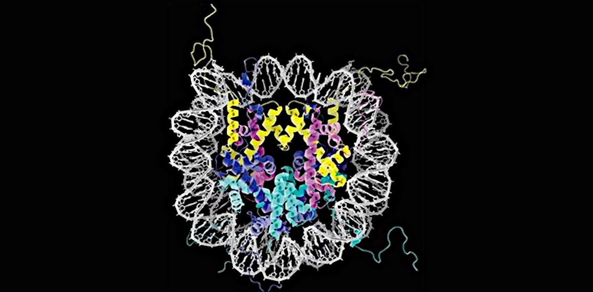 Нуклеосома: внутри – октомер гистоновых белков, снаружи – спираль ДНК. По: (Мошкин, 2016) 