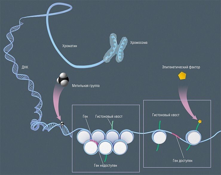 Известно  два способа эпигенетической регуляции активности генов. Один из них  основан на внесении модификаций в белки-гистоны, на которые намотана ДНК  в ядре клетки. Чем плотнее упаковка в катушке, тем ДНК менее доступна  для ферментов, синтезирующих РНК с матрицы ДНК. Эпигенетическая  модификация гистонов может способствовать более свободному расположению  «катушек», в результате чего ферменты получают доступ к этому участку  ДНК, и РНК, а затем и белок, закодированный в генах, могут  синтезироваться. По: (Мошкин, 2016)