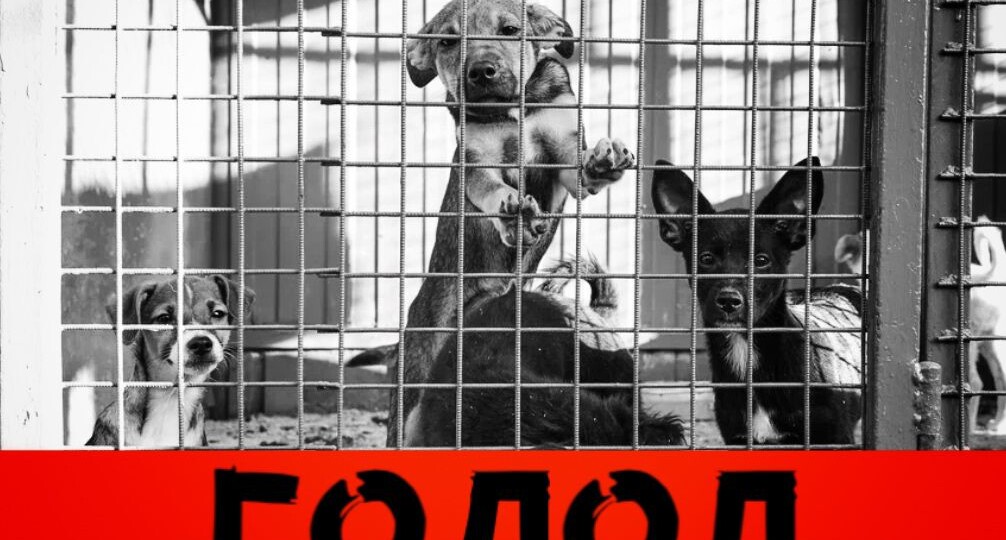 Тотальный голод 500 собак