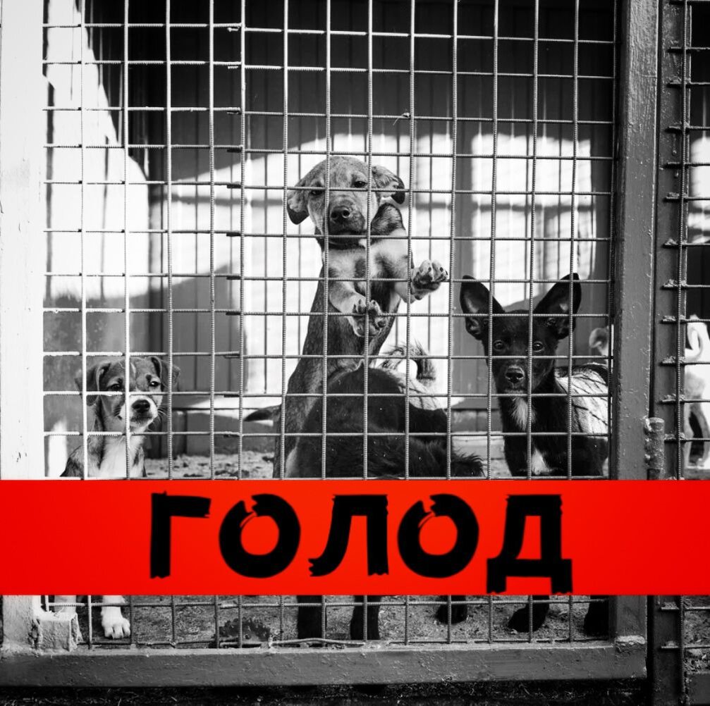 День стольника для животных приюта "Омские хвостики"