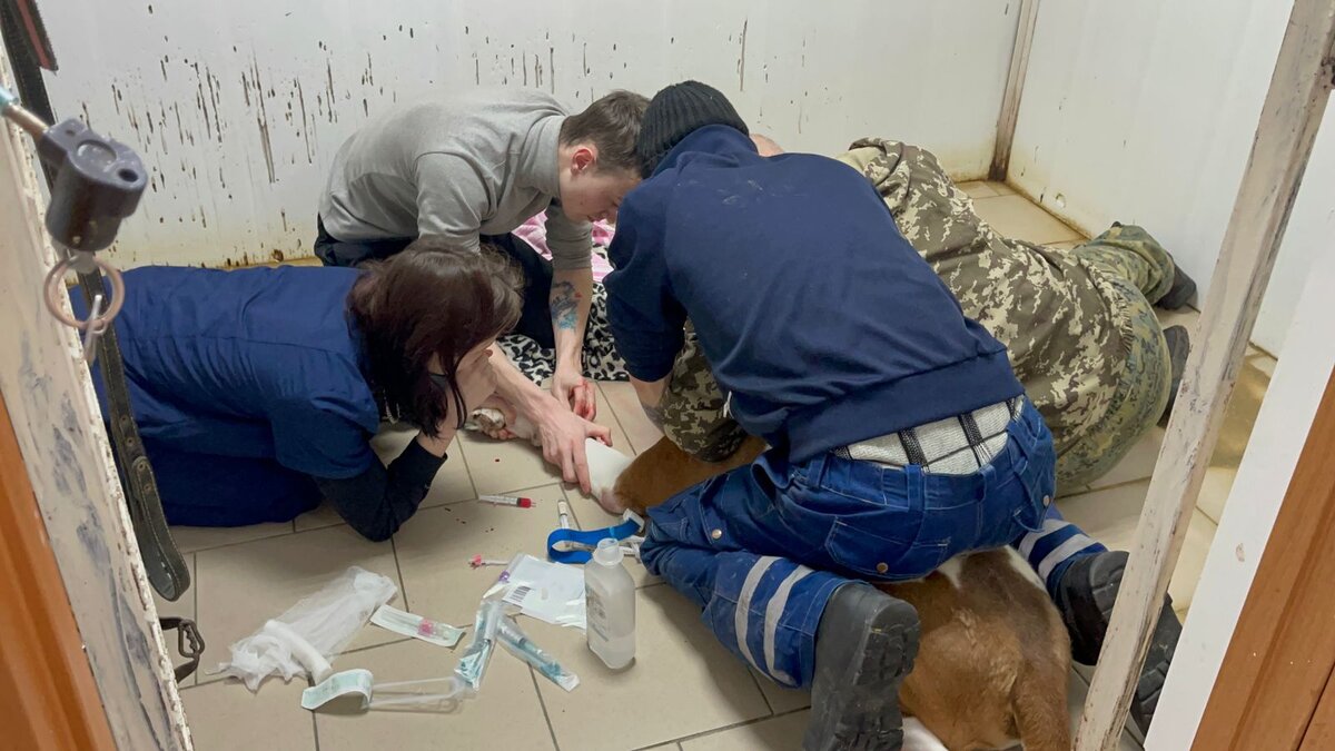 Очень тяжело находить корм, особенно, в условиях нашей страны и без денег