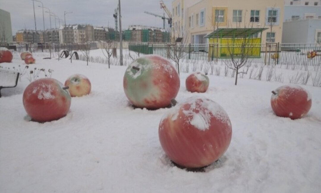 Эти яблоки находятся прямо рядом с Настиным домом