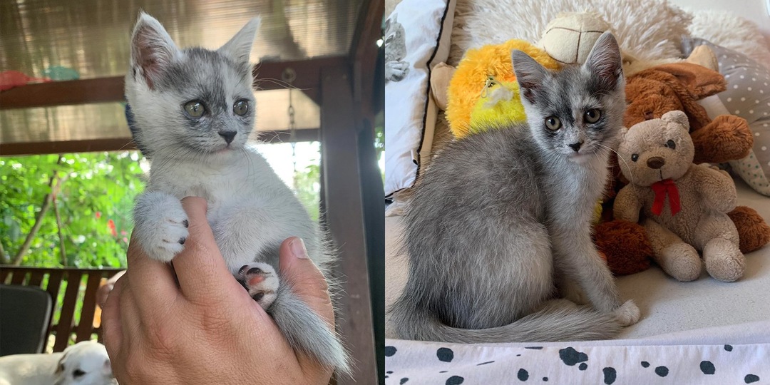 Серый котенок подрос — и начал чернеть. Что? Да!