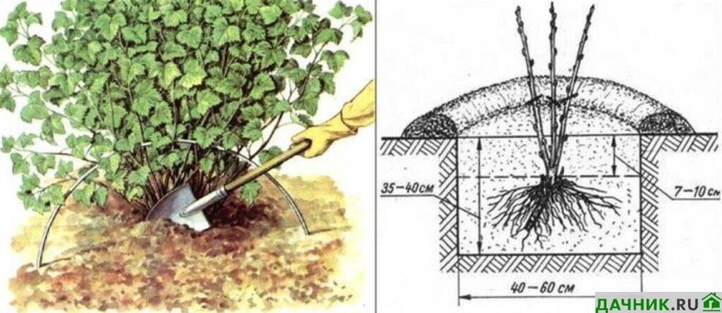 Как посадить черную смородину осенью саженцами правильно. Садим саженцы смородины весной. Как посадить черную смородину осенью саженцами правильно. Садим саженцы смородины весной. Саженцы смородины.