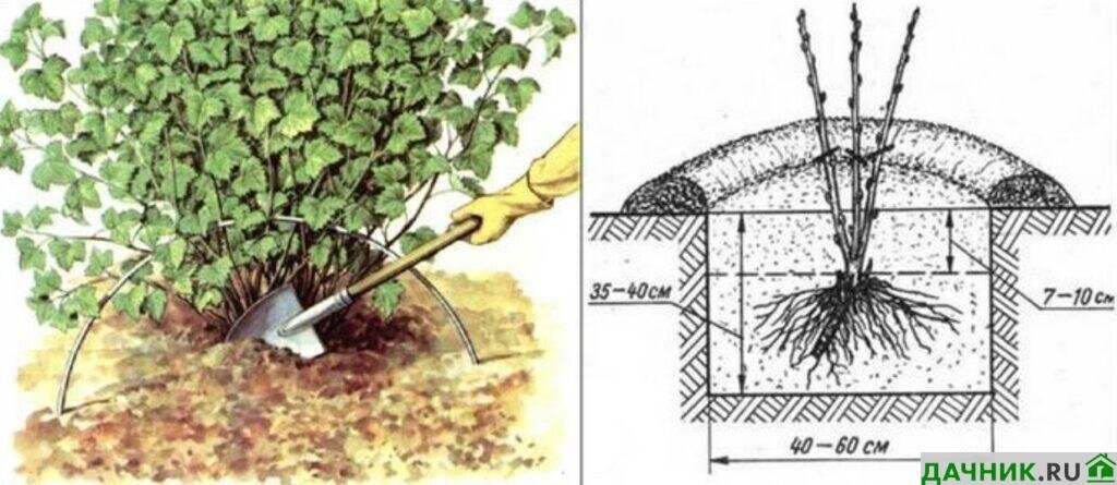 Посадка красной смородины весной схема. Схема посадка кустов смородины весной. Посадка смородины весной в открытый грунт саженцами. Посадка смородины осенью