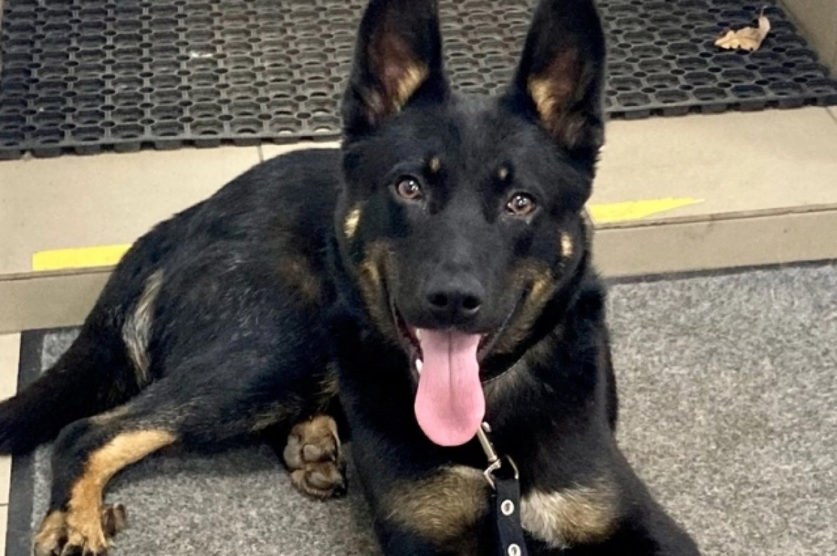    В Твери нашли дом собаке со сломанными лапами, которую переехала машина