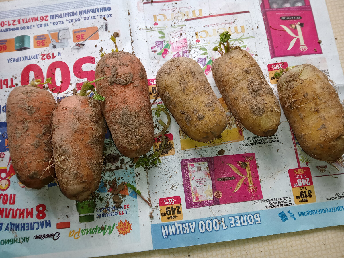 Обозвана "сахарным кабанчиком"- возможно будут семена новой морковки