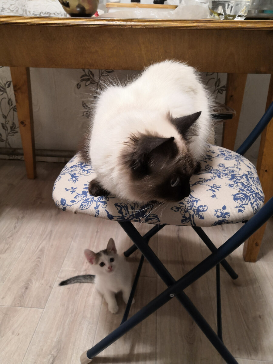 На стуле кошка брата "Бусинка", шикарная котейка, а внизу мой тогдашний заморыш