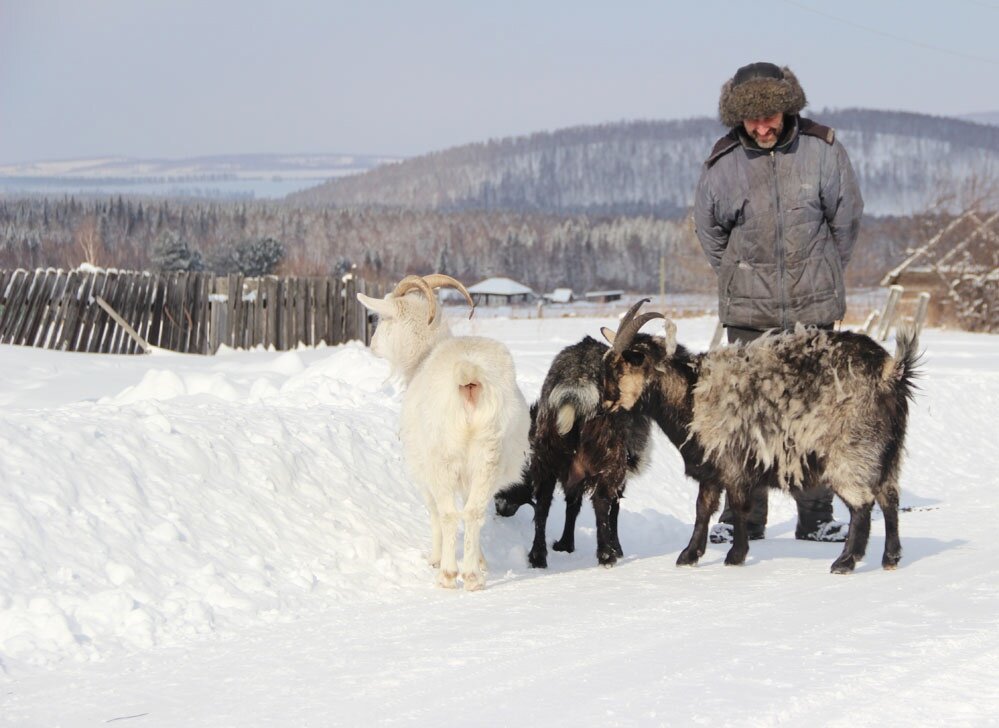 На фотографии одна белая и две черные козы. Это март. Коза (правая) вся покрыта пухом, который, но еще не отвалился))) Это процесс линьки