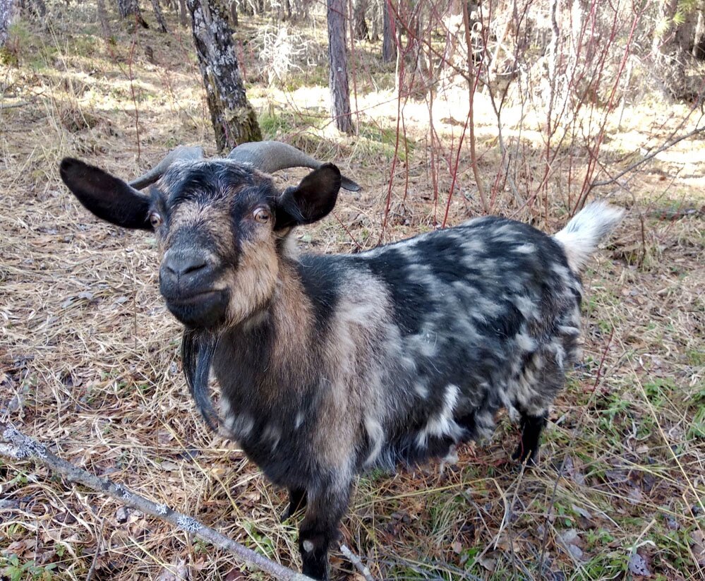 А это апрельская коза Лелик, на которой осталось всего примерно 30 процентов светлого зимнего пуха