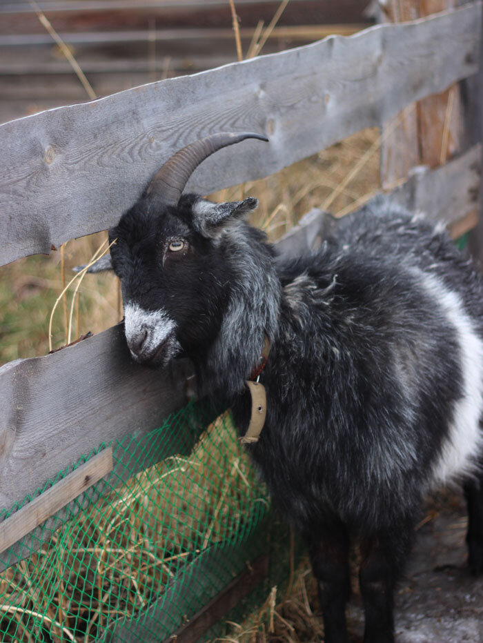 Красава сама вычесывается об забор