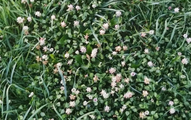    Силос из бобовых трав и его особенности