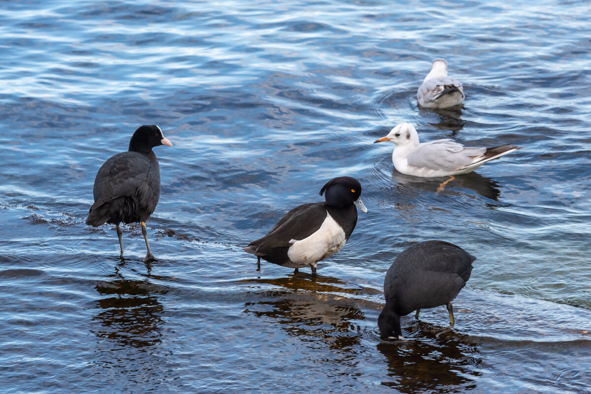 В серединке как раз та самая "белопузая хохлатая утка" - хохлатая чернеть. Ну чернеть она и есть чернеть ‒ из-за нее я не заметила песочные часы на набережной ‍
