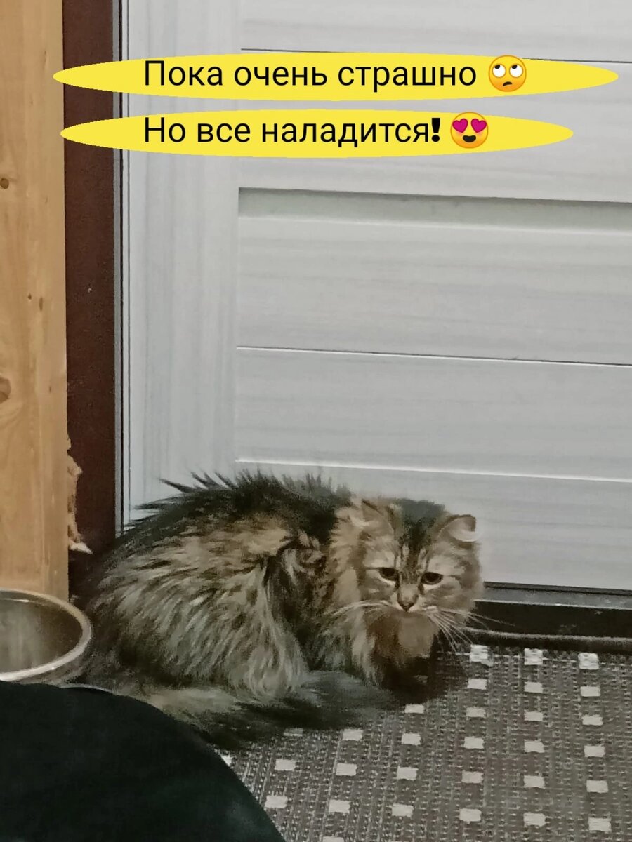 Пушкин нашёл дом 😻🥳 | Приют для кошек 