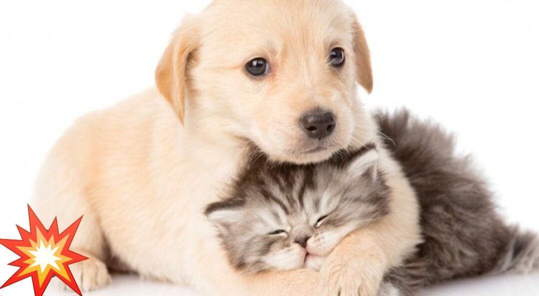 Начиная с марта ,когда температура становится чуть выше ,клещи начинают быть активными. Поэтому важно это помнить во время уличных прогулок с питомцами. Кстати, пару дней назад моя собака уже принесла клеща на себе в квартиру.  И я его обнаружила у себя на руке, видимо он решил переползти на меня.