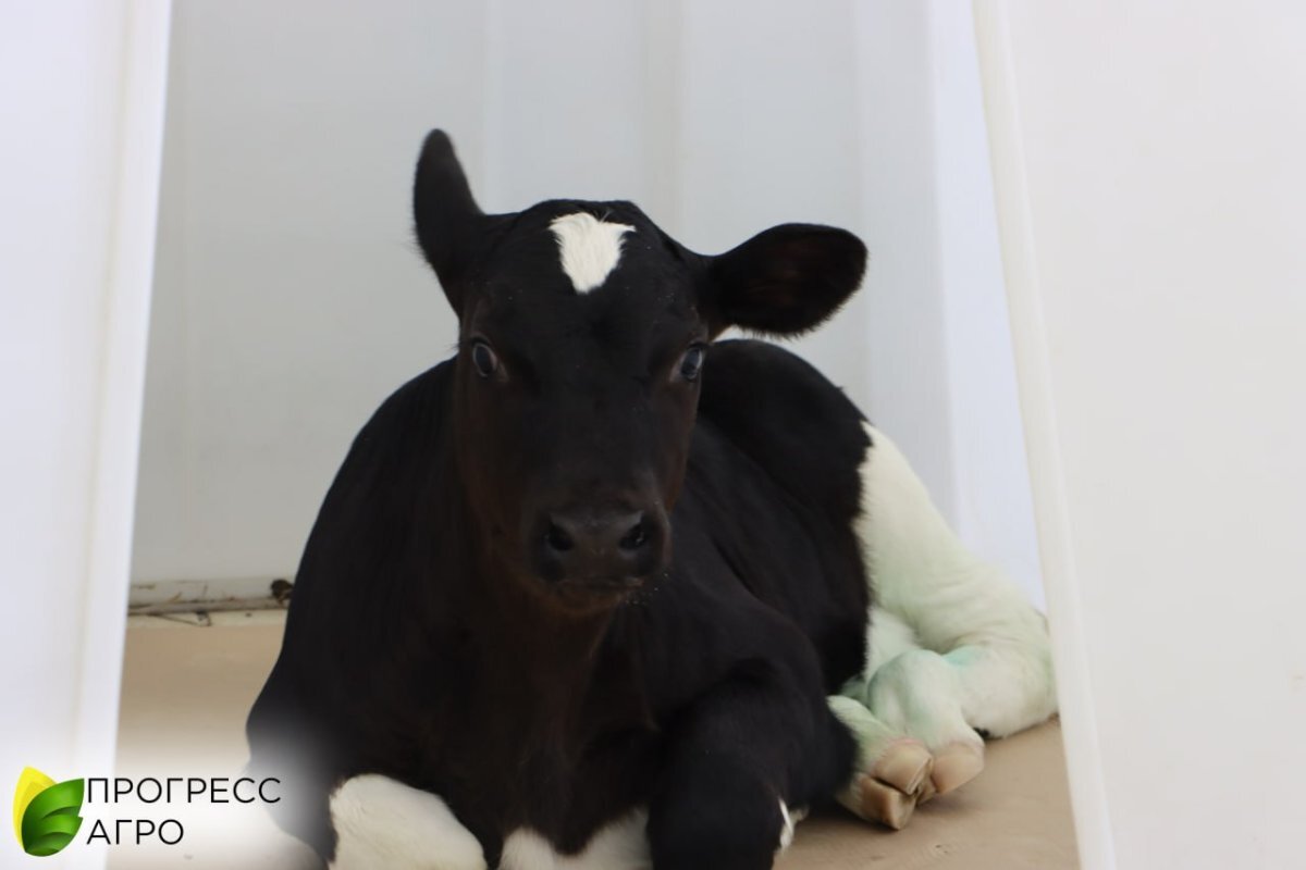    На Кубани клонированного теленка предлагают назвать Клоней или Милкой