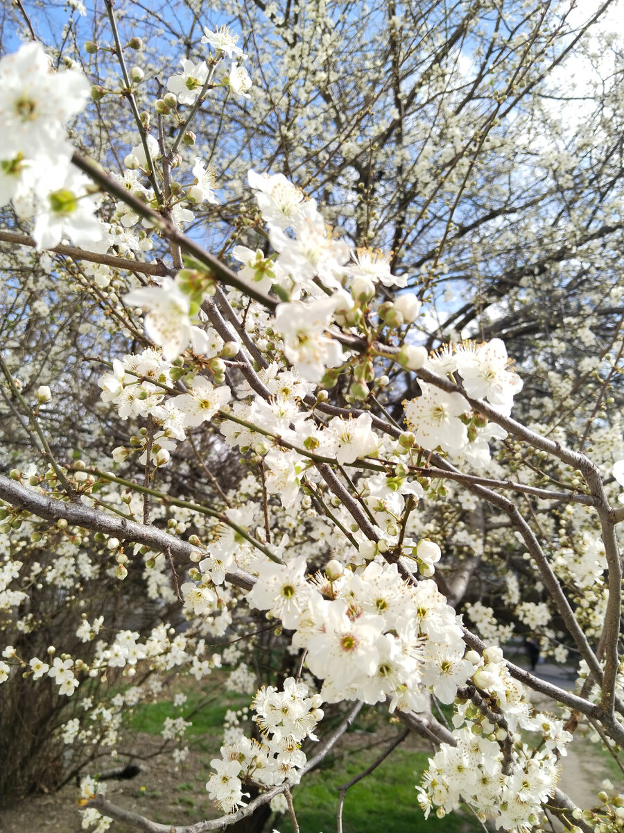  Весна 😍 Фото личный архив 