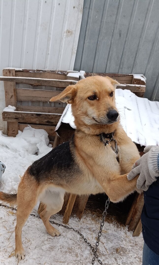 Дуся в приюте