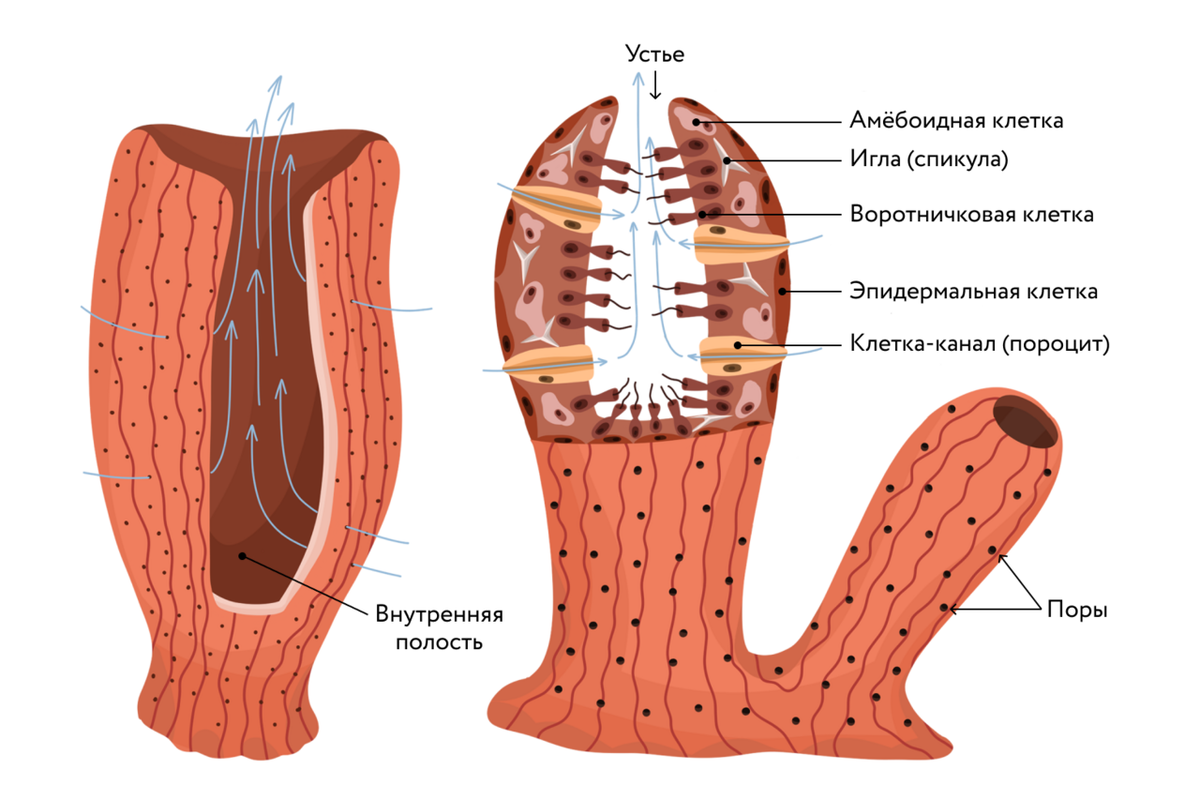 Стенка тела губок состоит из