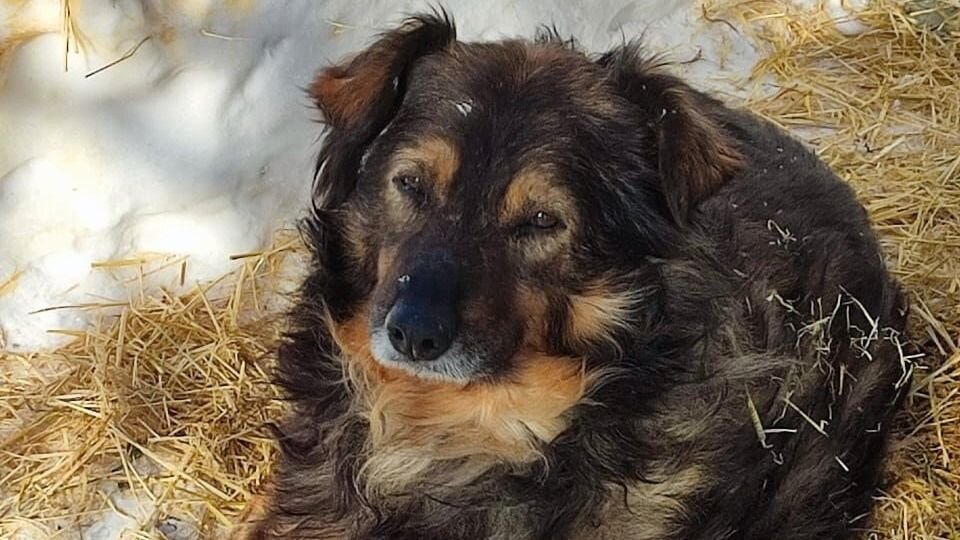 © Фото: сообщество стационара для животных «ФлагманВет» во ВКонтакте