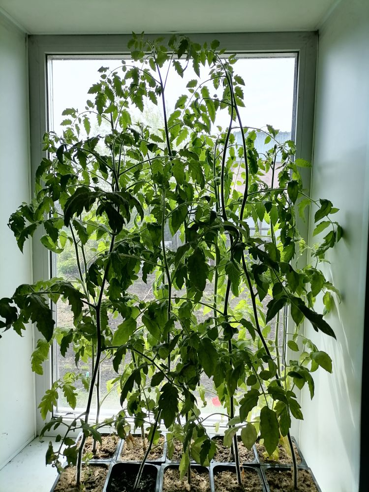 Рассада индетов черри на маленьком окне нашего частного дома