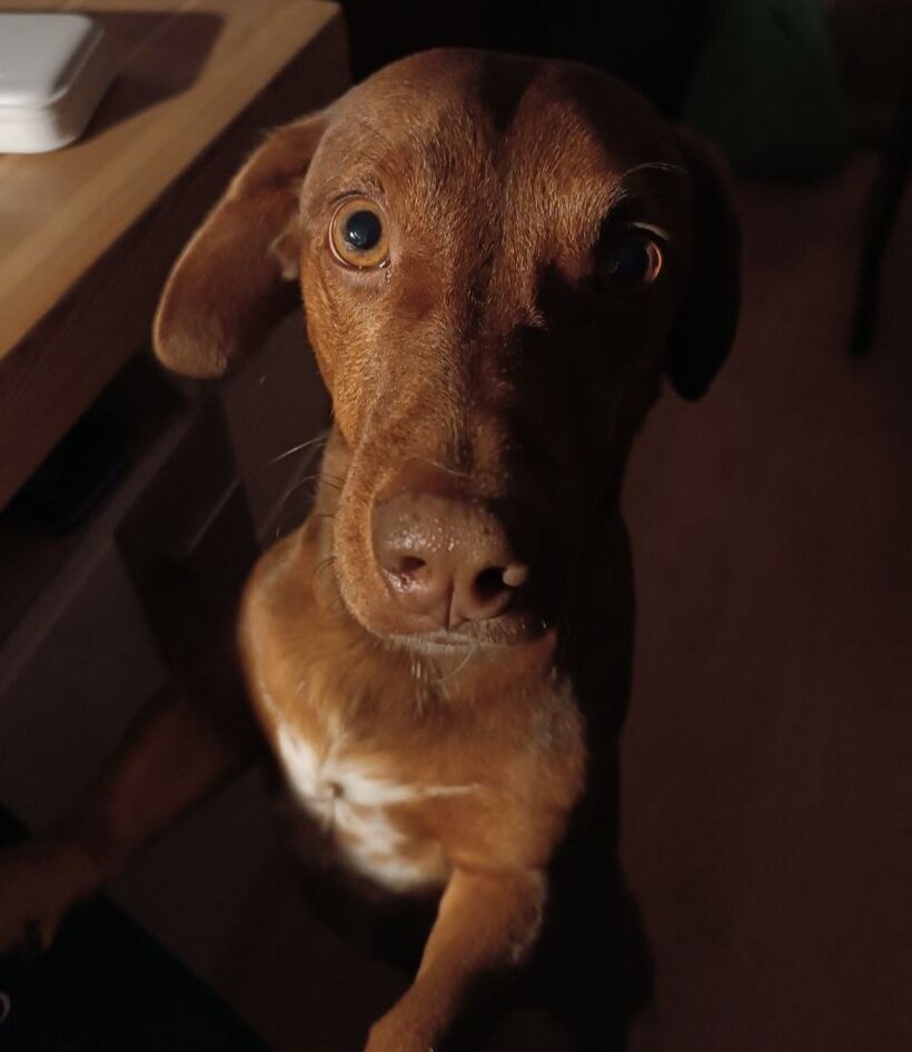 Чарли без нас беспокоится, грустит.