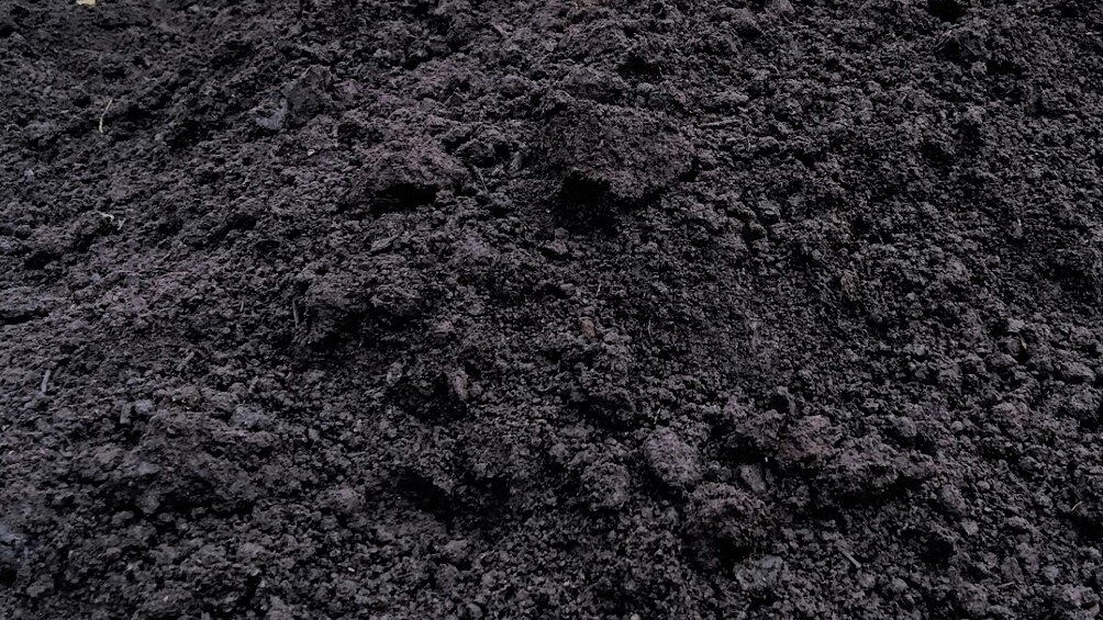 Торф черный, низинный.